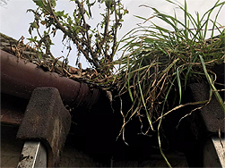 Gutter & valley clearing in Uplands